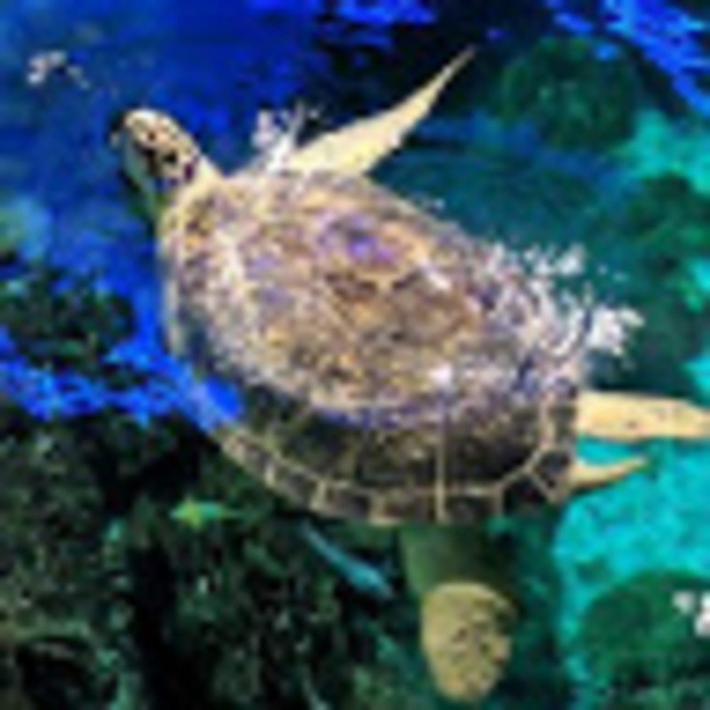 Meet your Posher, Craig